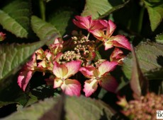 Hydrangea macrophylla 'Selina' -Bauernhortensie-