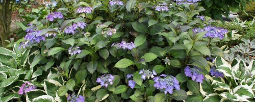 Hydrangea macrophylla Hybriden (Hortensien)