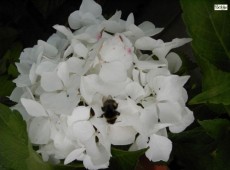 Hydrangea macrophylla 'Soeur Therese' -Bauernhortensie-