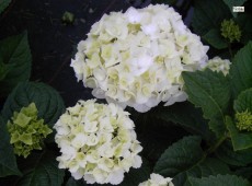 Hydrangea macrophylla 'The Bride' ® -Bauernhortensie-