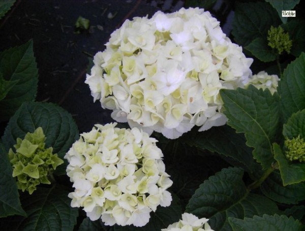 Hydrangea macrophylla 'The Bride' ® -Bauernhortensie-