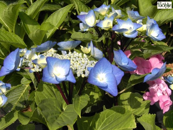 Hydrangea macrophylla 'Zorro' -Bauernhortensie-