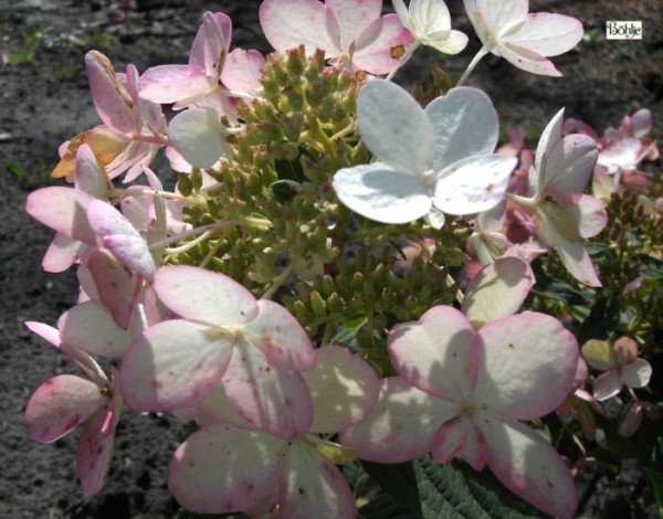 Hydrangea paniculata 'Ammarin' -Rispenhortensie-