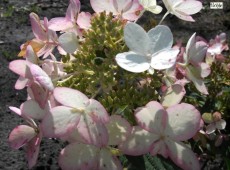 Hydrangea paniculata 'Ammarin' -Rispenhortensie-