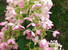 Hydrangea paniculata 'Angel's Blush'  -Rispenhortensie-