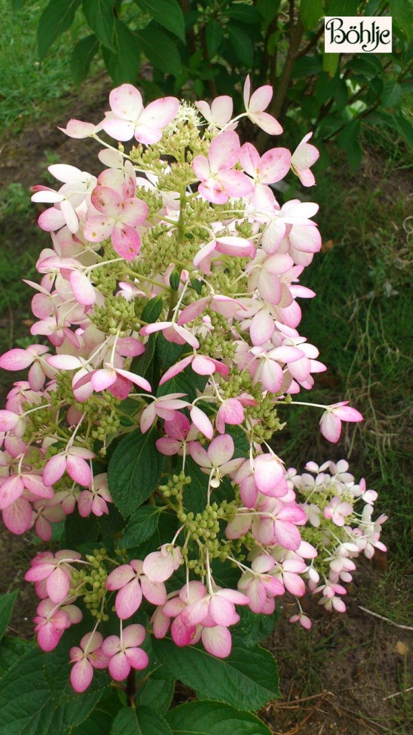 Hydrangea paniculata 'Angel's Blush'  -Rispenhortensie-