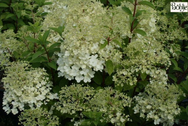 Hydrangea paniculata 'Bobo' ® -Rispenhortensie-