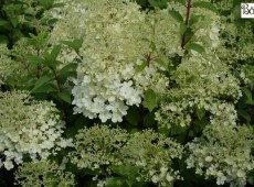 Hydrangea paniculata 'Bobo' ® -Rispenhortensie-