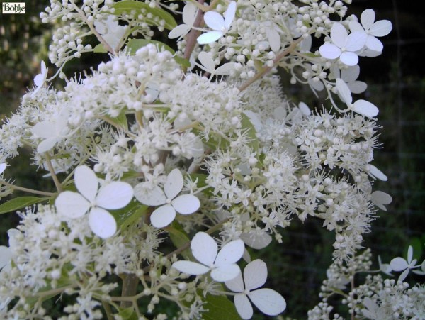 Hydrangea paniculata 'Brussels Lace' -Rispenhortensie-