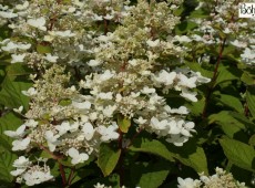 Hydrangea paniculata 'Burgundy Lace' -Rispenhortensie-