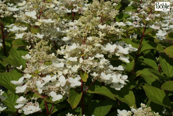 Hydrangea paniculata 'Burgundy Lace' -Rispenhortensie-