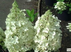 Hydrangea paniculata 'Candlelight' ® -Rispenhortensien-