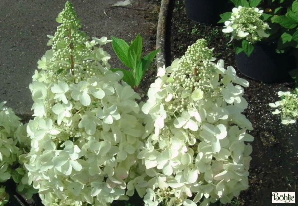 Hydrangea paniculata 'Candlelight' ® -Rispenhortensien-