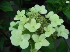 Hydrangea paniculata 'Dart's Little Dot' / 'Darlido' ® -Rispenhortensie-
