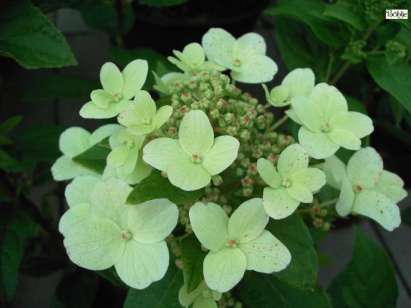 Hydrangea paniculata 'Dart's Little Dot' / 'Darlido' ® -Rispenhortensie-