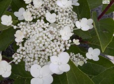 Hydrangea paniculata 'Dharuma' -Rispenhortensie-