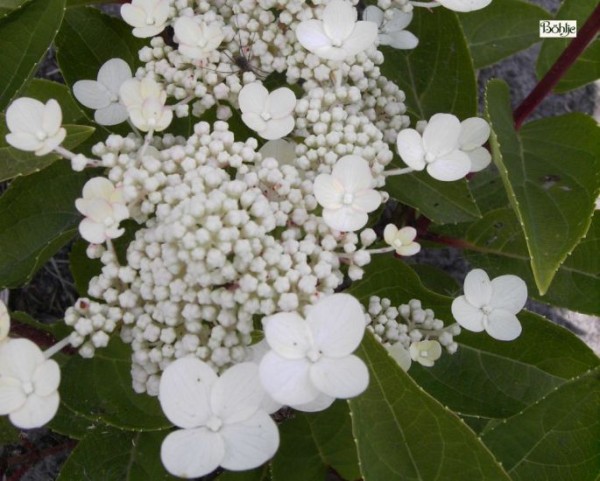 Hydrangea paniculata 'Dharuma' -Rispenhortensie-