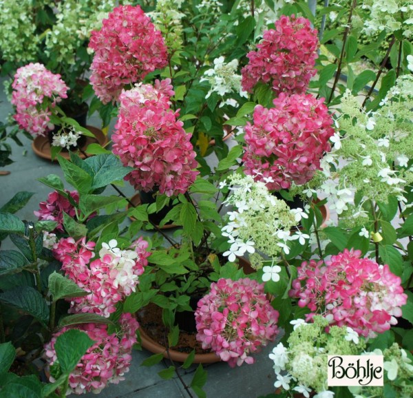 Hydrangea paniculata 'Diamant Rouge' ® -Rispenhortensie-