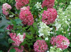 Hydrangea paniculata 'Diamant Rouge' ® -Rispenhortensie-