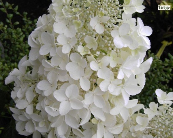Hydrangea paniculata 'Dolly' -Rispenhortensie-