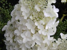 Hydrangea paniculata 'Dolly' -Rispenhortensie-