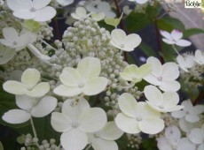 Hydrangea paniculata 'Early Sensation' -Rispenhortensie-