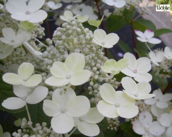 Hydrangea paniculata 'Early Sensation' -Rispenhortensie-