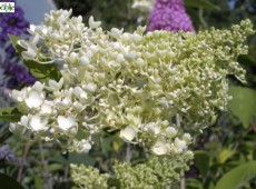 Hydrangea paniculata 'Grandiflora' -Rispenhortensie-