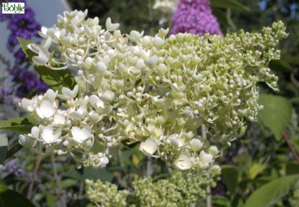 Hydrangea paniculata 'Grandiflora' -Rispenhortensie-