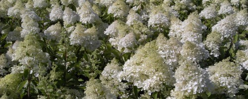 Hydrangea paniculata Hybriden (Rispenhortensien)