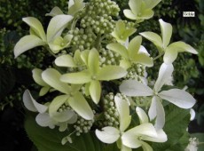 Hydrangea paniculata 'Great Star' -Rispenhortensie-