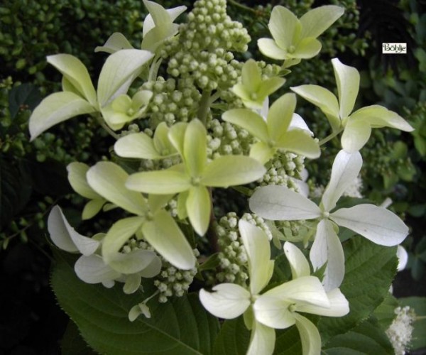 Hydrangea paniculata 'Great Star' -Rispenhortensie-