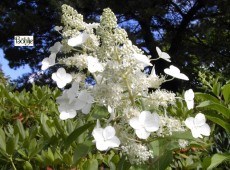 Hydrangea paniculata 'Kyushu' -Rispenhortensie-