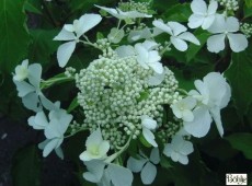 Hydrangea paniculata 'Levana' -S- -Rispenhortensie-