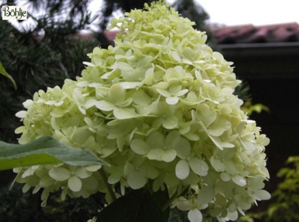 Hydrangea paniculata 'Limelight' -S-  -Rispenhortensie-