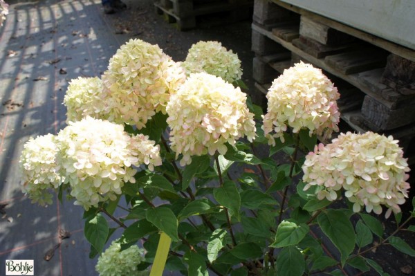 Hydrangea paniculata 'Little Lime' ® -Rispenhortensie-