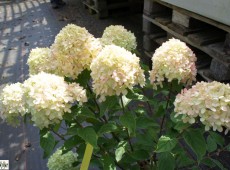 Hydrangea paniculata 'Little Lime' ® -Rispenhortensie-