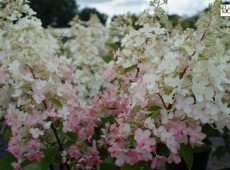 Hydrangea paniculata 'Magical Candle' ® -Rispenhortensie- 