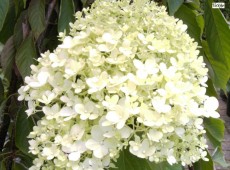 Hydrangea paniculata 'Magical Moonlight' -Rispenhortensie-