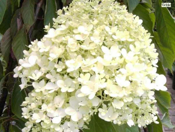 Hydrangea paniculata 'Magical Moonlight' -Rispenhortensie-