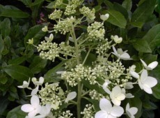 Hydrangea paniculata 'Mid Late Summer' -Rispenhortensie-