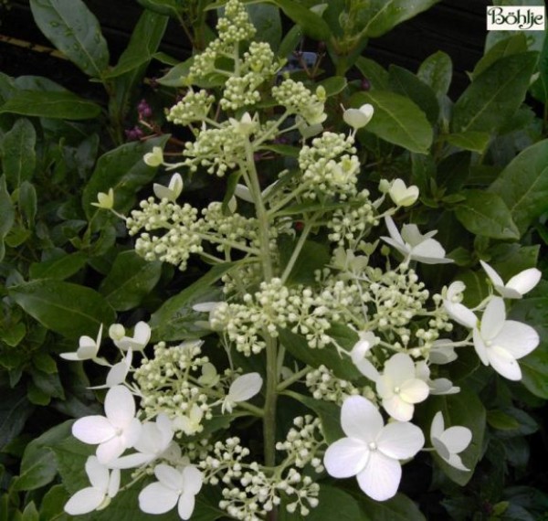 Hydrangea paniculata 'Mid Late Summer' -Rispenhortensie-