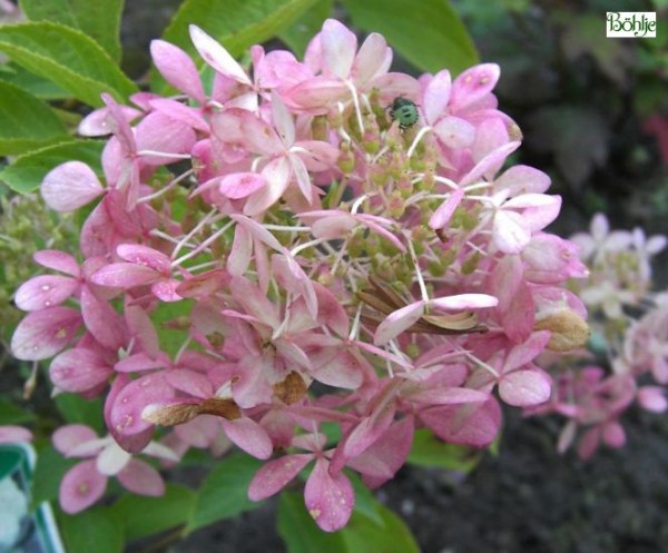 Hydrangea paniculata 'Phantom' -Rispenhortensie-