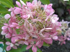 Hydrangea paniculata 'Phantom' -Rispenhortensie-