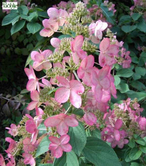 Hydrangea paniculata 'Pink Diamond' -Rispenhortensie-