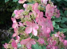 Hydrangea paniculata 'Pink Diamond' -Rispenhortensie-