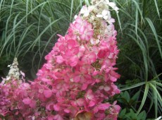 Hydrangea paniculata 'Pinky Winky' ® -Rispenhortensie-