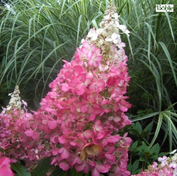 Hydrangea paniculata 'Pinky Winky' ® -Rispenhortensie-