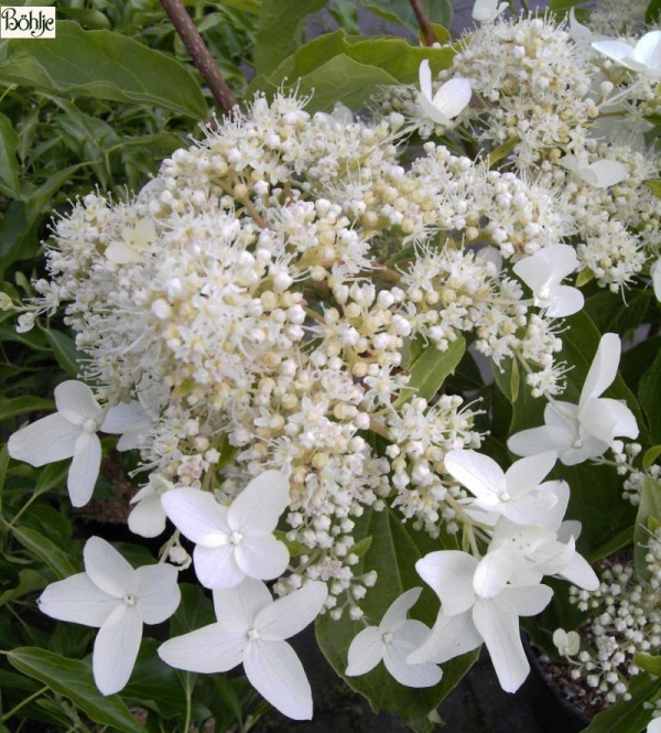 Hydrangea paniculata 'Praecox' -Rispenhortensie-