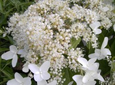 Hydrangea paniculata 'Praecox' -Rispenhortensie-